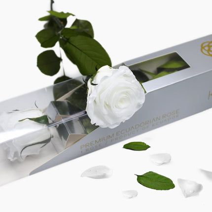 Rosa Blanca Preservada Premium de Ecuador (Flor Eterna)