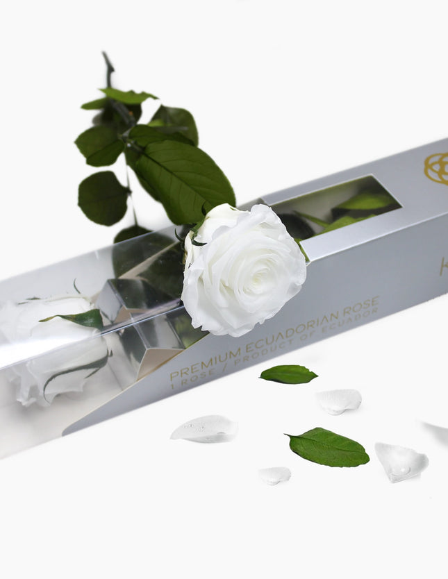 Rosa Blanca Preservada Premium de Ecuador (Flor Eterna)